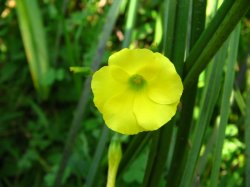 Flower (vinay)