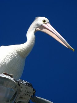 Eye Of The Pelican