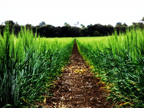 Wheat A While