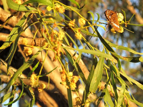 Flutterby