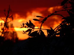 Temora Sunset