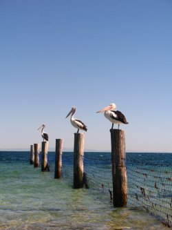 Pelicans @ Straddie