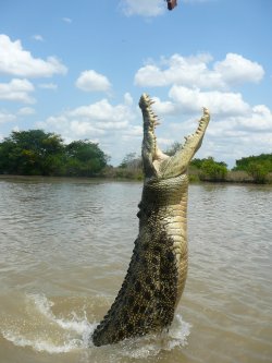 Croc Jumping Tour