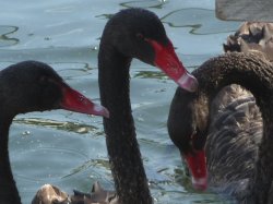 Swanning Around