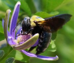 Peacock Carpenter Bee