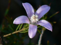 Floral Kingdom Of Sydney Region, Philotheca Salsolifolia