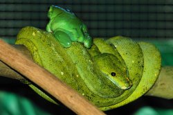 A Couple Of Greenies