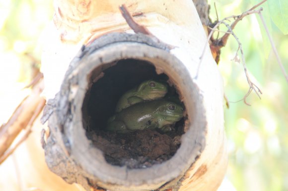 Frogs In A Log