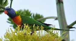 Rainbow Lorikeet