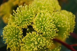 Wonderful Wattles