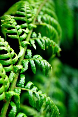 Fern Tree