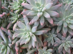 Soft Edges