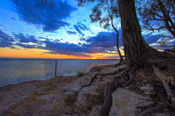 My Favourite Tree & Sunset