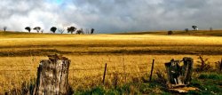 Golden Fields