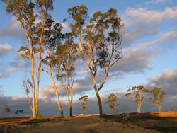 Former Bush Future Wellard Village