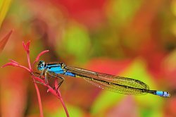 Common Bluetail Damselfly