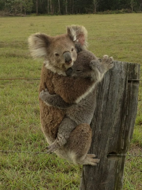 Motherly Love