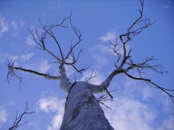 Skeleton Tree