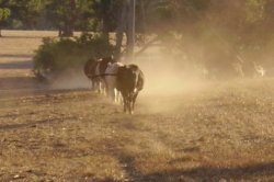 Cows In Dust