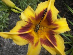 Dragonfly In Daylily