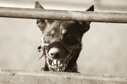 The Eager Sheep Dog