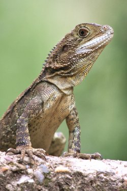 Water Dragon