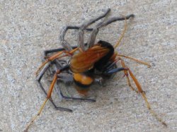 Spider Versus Wasp