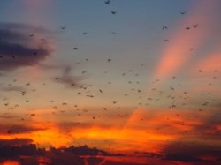 Bats Over The Ord River