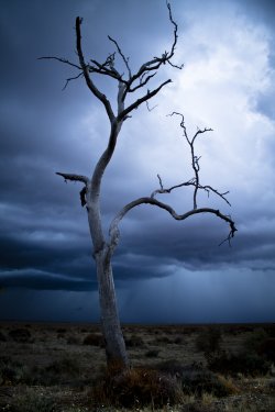 Dark Lone Tree