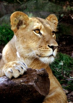 Queen Of The Jungle