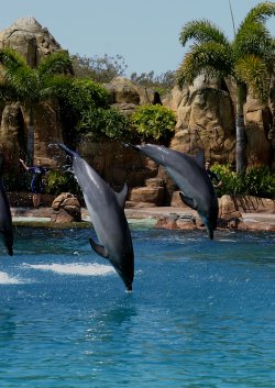 Dolphins At Play