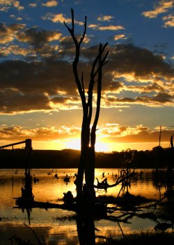 Sunset At The Swamp