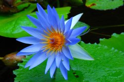 Water Lily