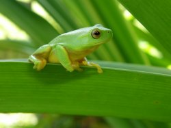 Little Green Frog