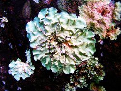 Lichen