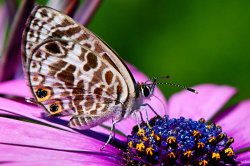 A Butterfly