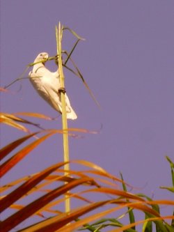 Pole Dancing