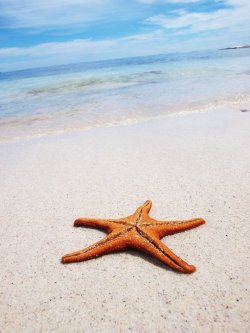 Just The Starfish And I