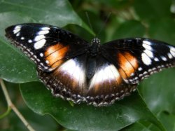 Common Eggfly Or Varied Eggfly