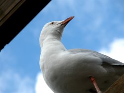 Unwanted Lunch Guest