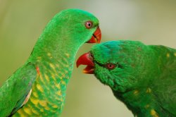 Just A Nibble