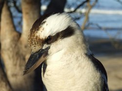 The Kookaburra