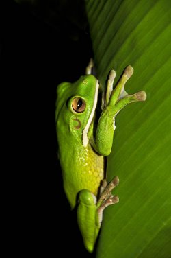 Tree Frog