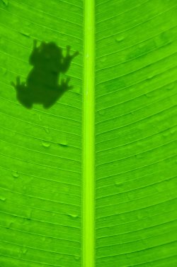 Tree Frog2