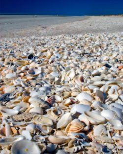 Eighty Mile Beach