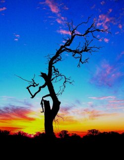 Beautiful Death