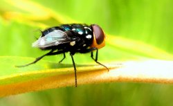 Resting Fly