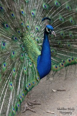 Peacock