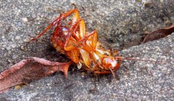 Ants Carrying Dead Cockaroach