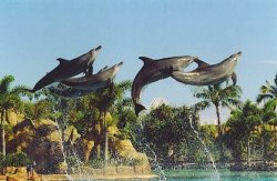 Dolphins Aflight